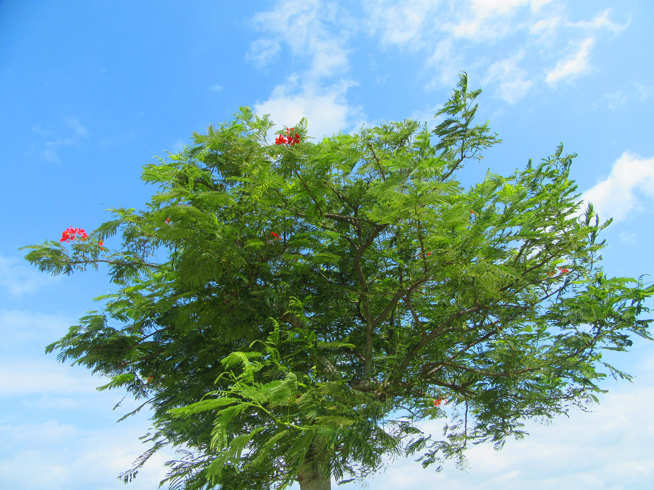 LOW ANGLE VIEW OF INSECT ON TREE