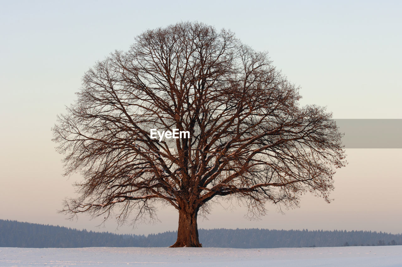 Single big oak tree in winter