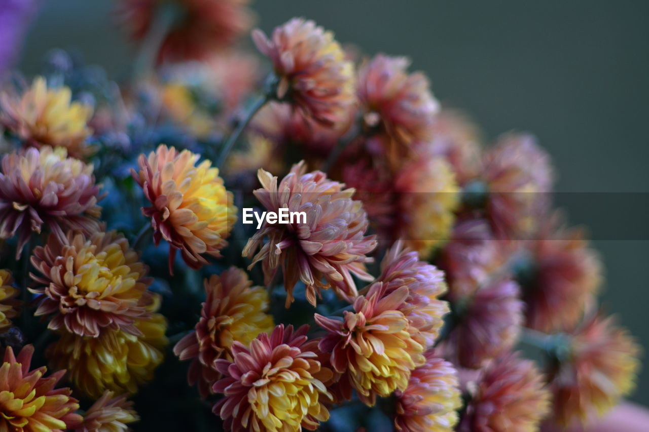 CLOSE-UP OF FRESH PINK FLOWERING PLANTS