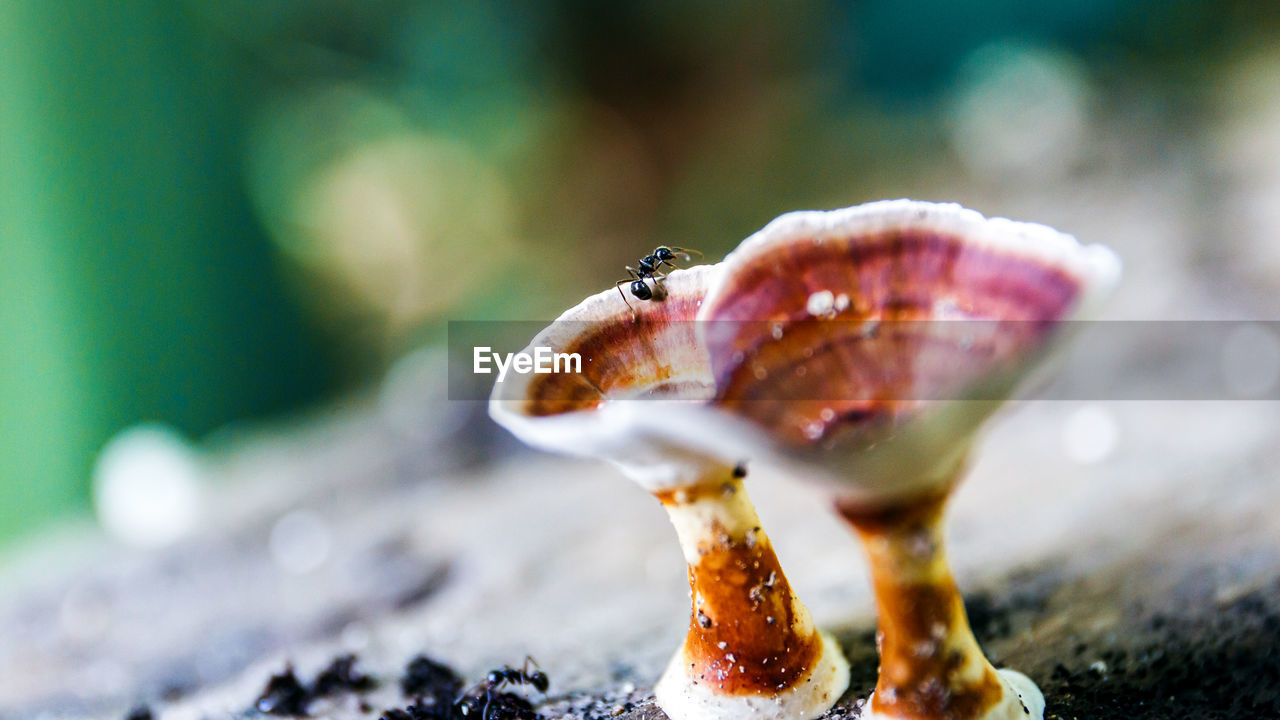 CLOSE-UP OF MUSHROOM ON GROUND