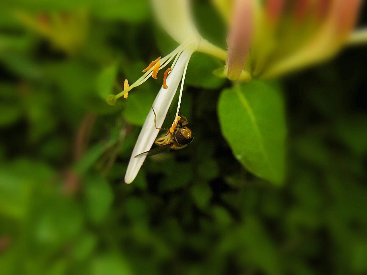 CLOSE-UP OF INSECT ON PLANT