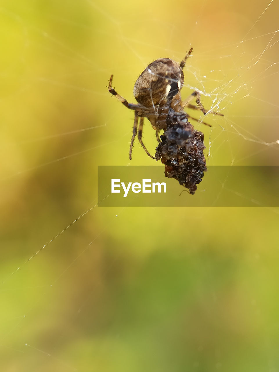 Close-up of spider on web