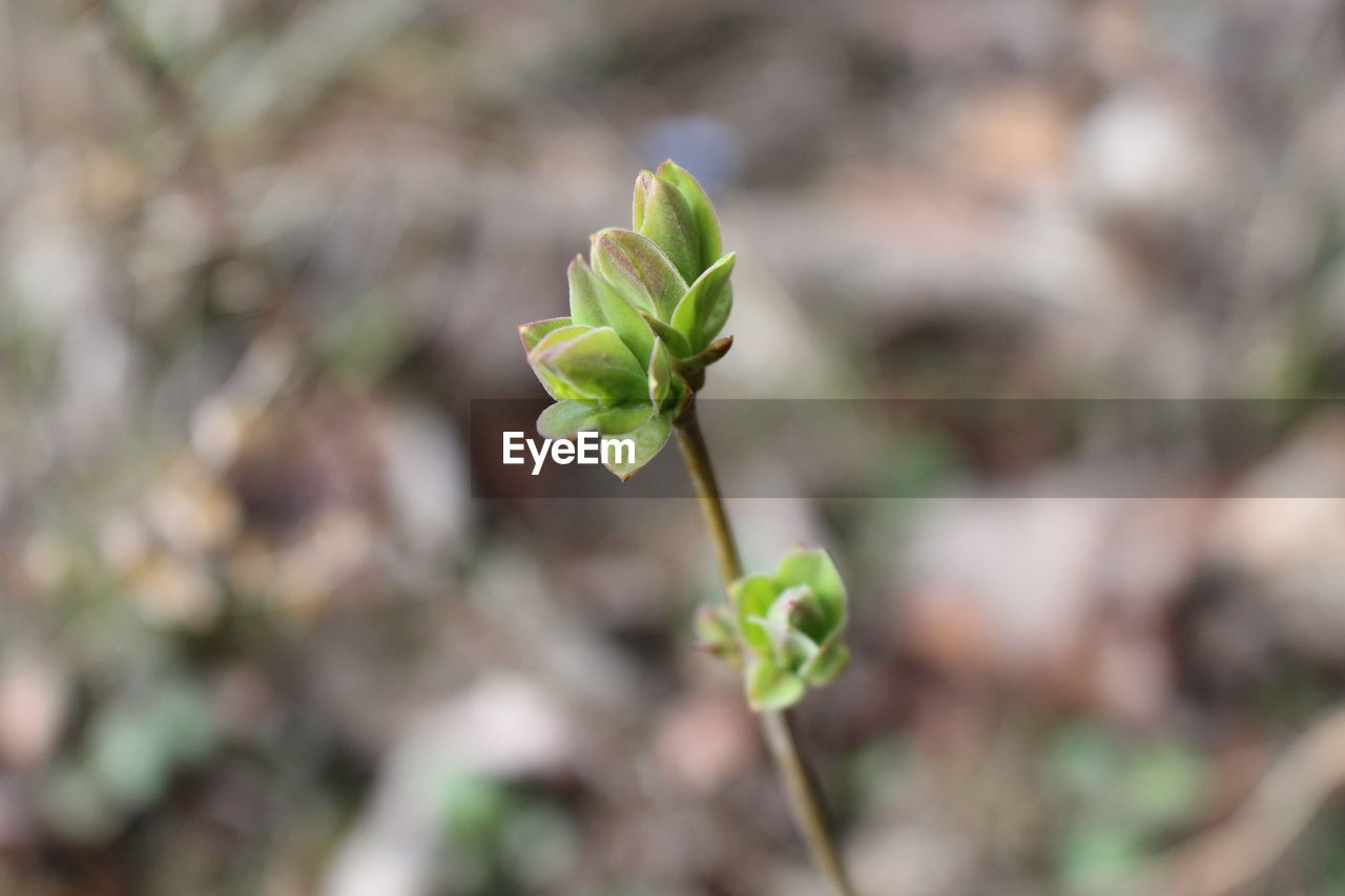 Close-up of flowering plant