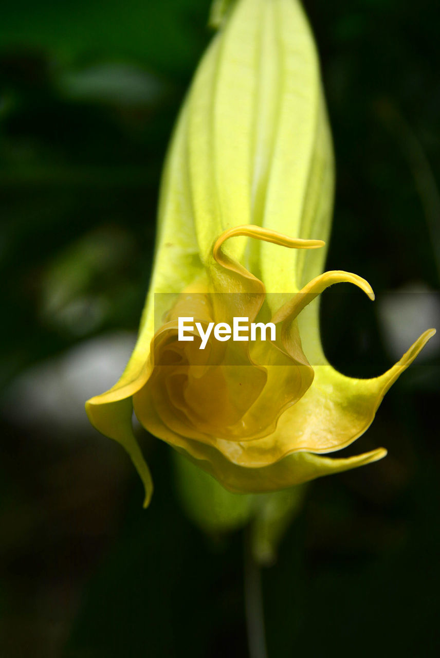 CLOSE-UP OF YELLOW FLOWERS