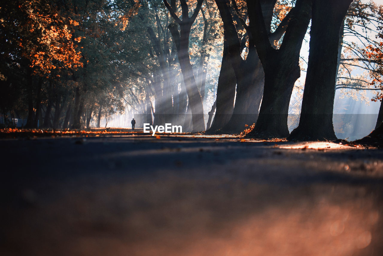 Distant view of man walking amidst trees at park