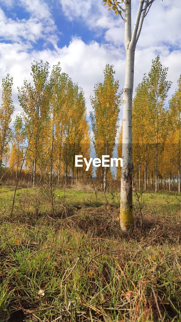 TREES GROWING ON FIELD