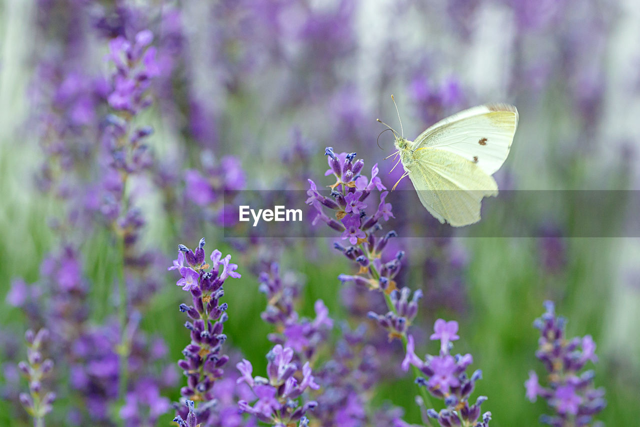 BUTTERFLY POLLINATING ON FLOWER