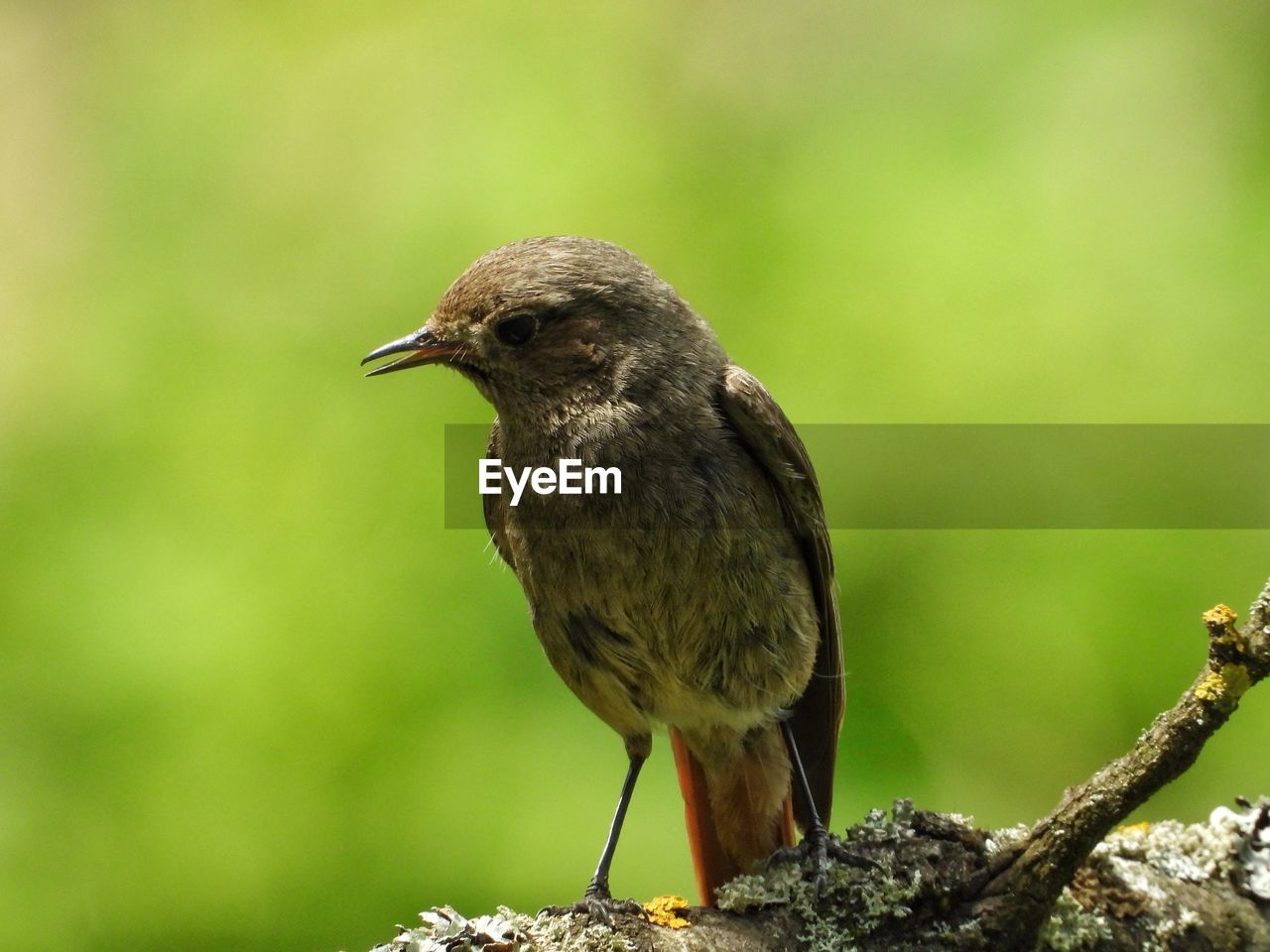 BIRD PERCHING ON A BRANCH