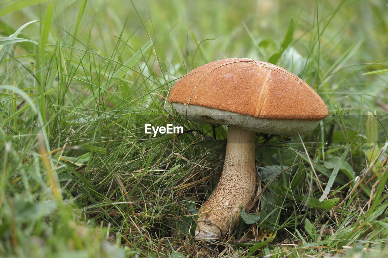 CLOSE-UP OF FLY AGARIC MUSHROOM ON FIELD
