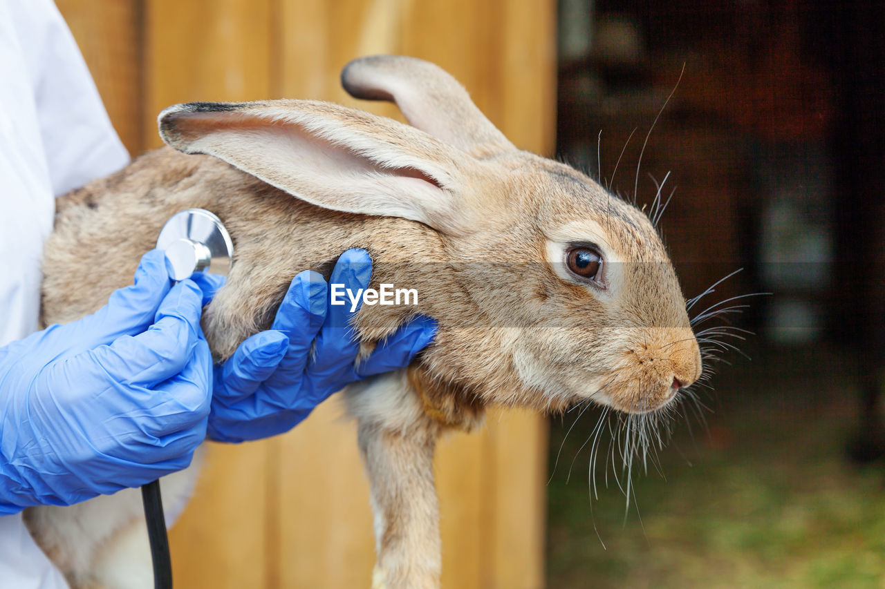 Veterinarian woman with stethoscope holding and examining rabbit on ranch 