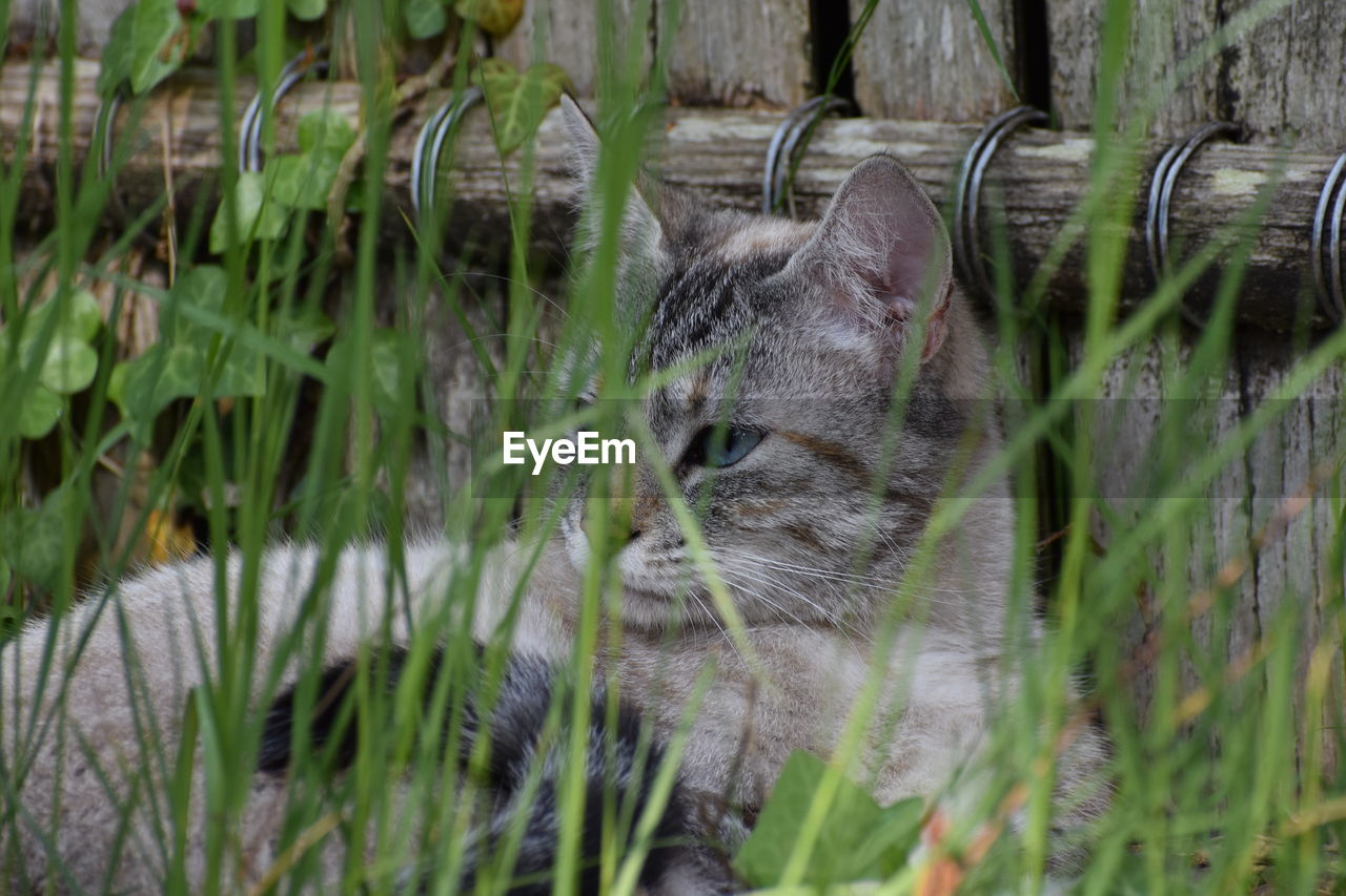 CAT LYING ON GRASS