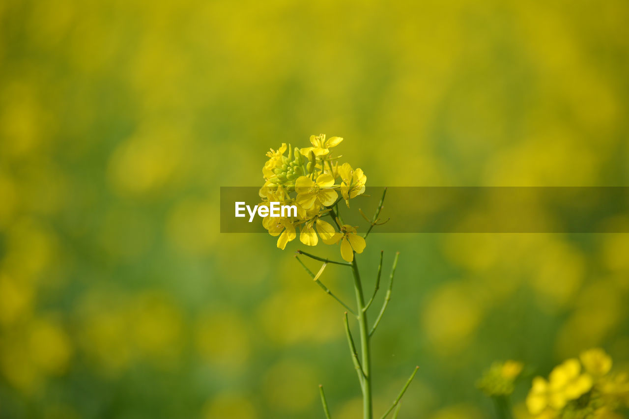 Closeup view of mustard yellow flowers blooming in field