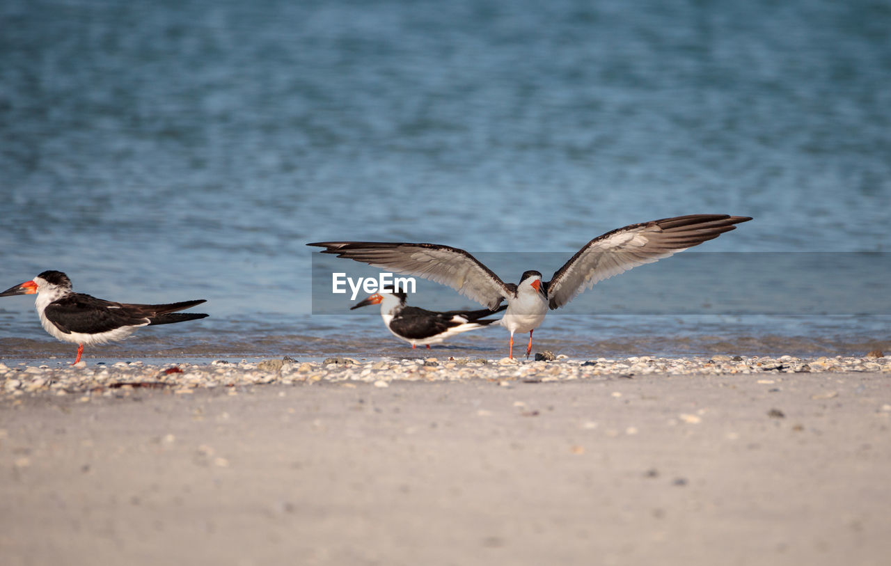 Flock of black skimmer terns rynchops niger on the beach at clam pass in naples, florida