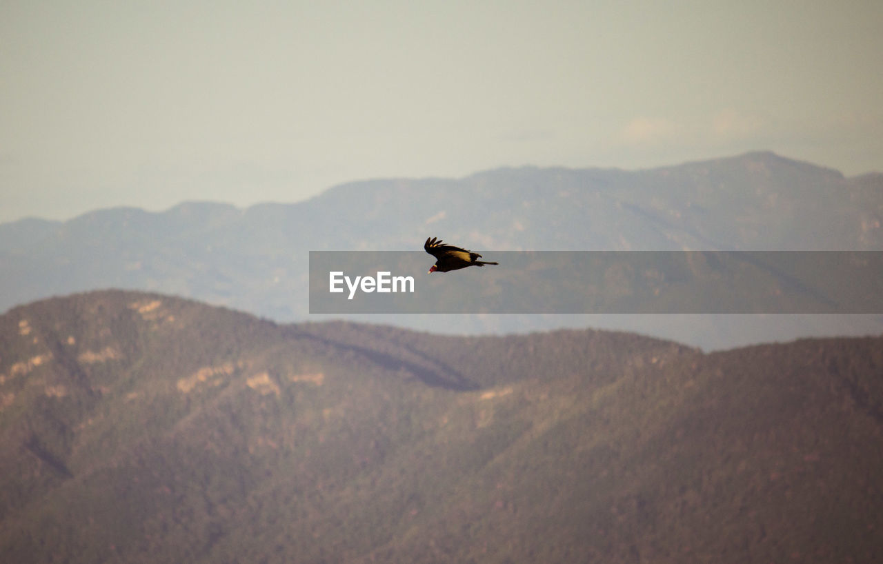 BIRD FLYING AGAINST MOUNTAINS