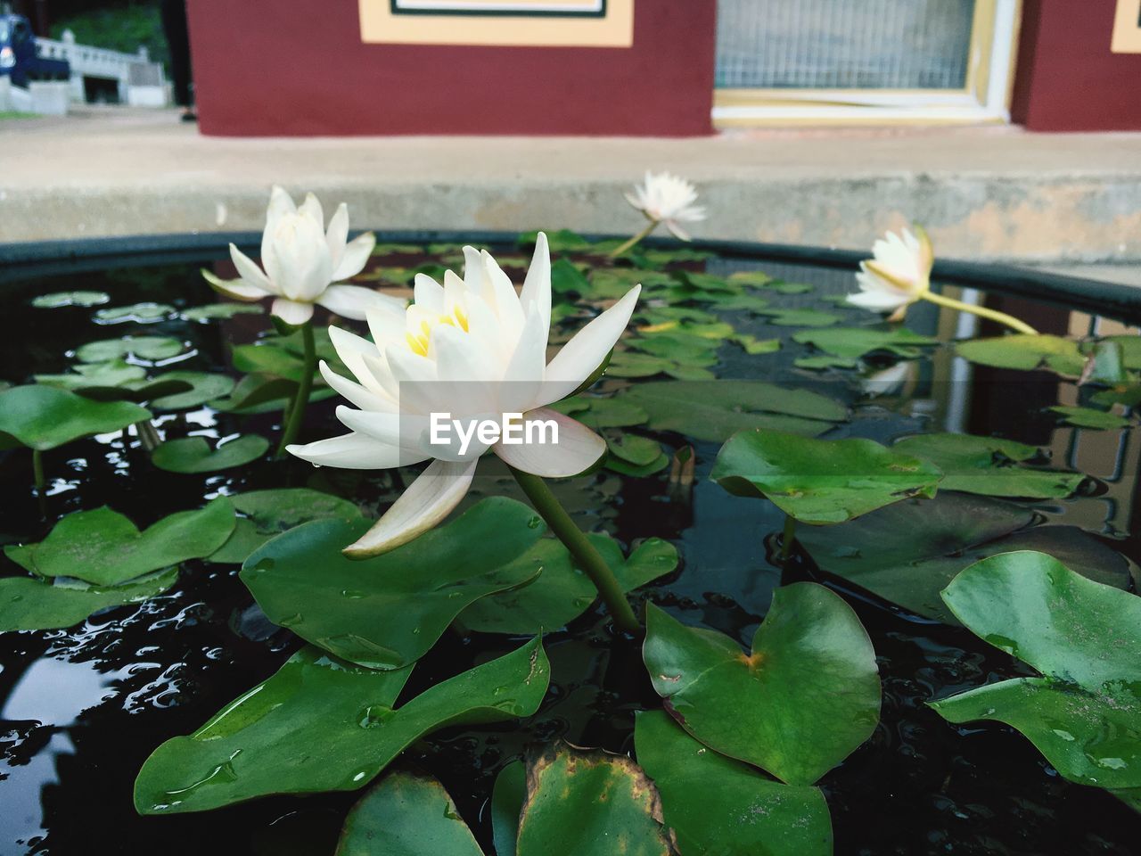 CLOSE-UP OF WHITE FLOWERS BLOOMING IN POND