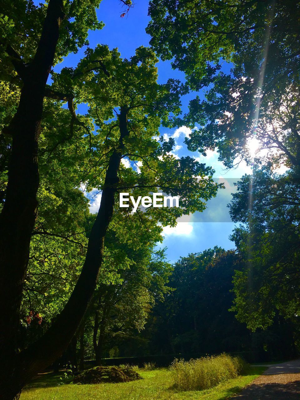 LOW ANGLE VIEW OF TREES IN FOREST ON SUNNY DAY