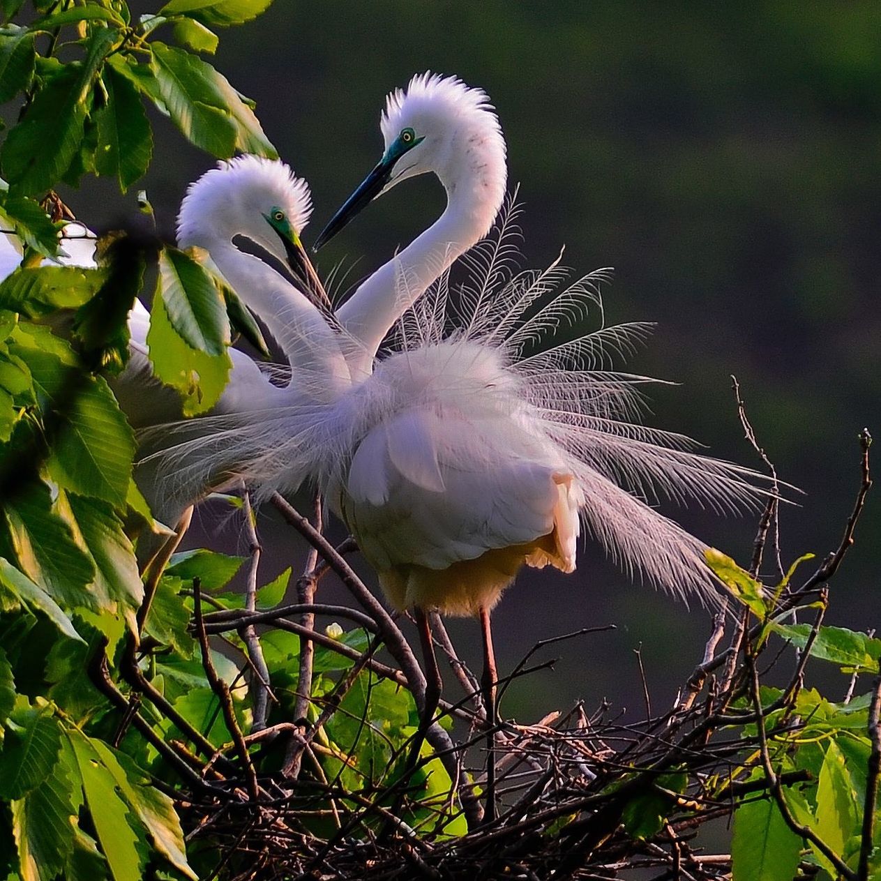 Snowy egrets perching on tree