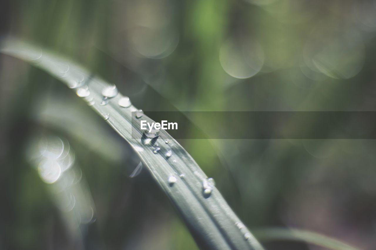 CLOSE-UP OF WATER DROPS ON PLANT