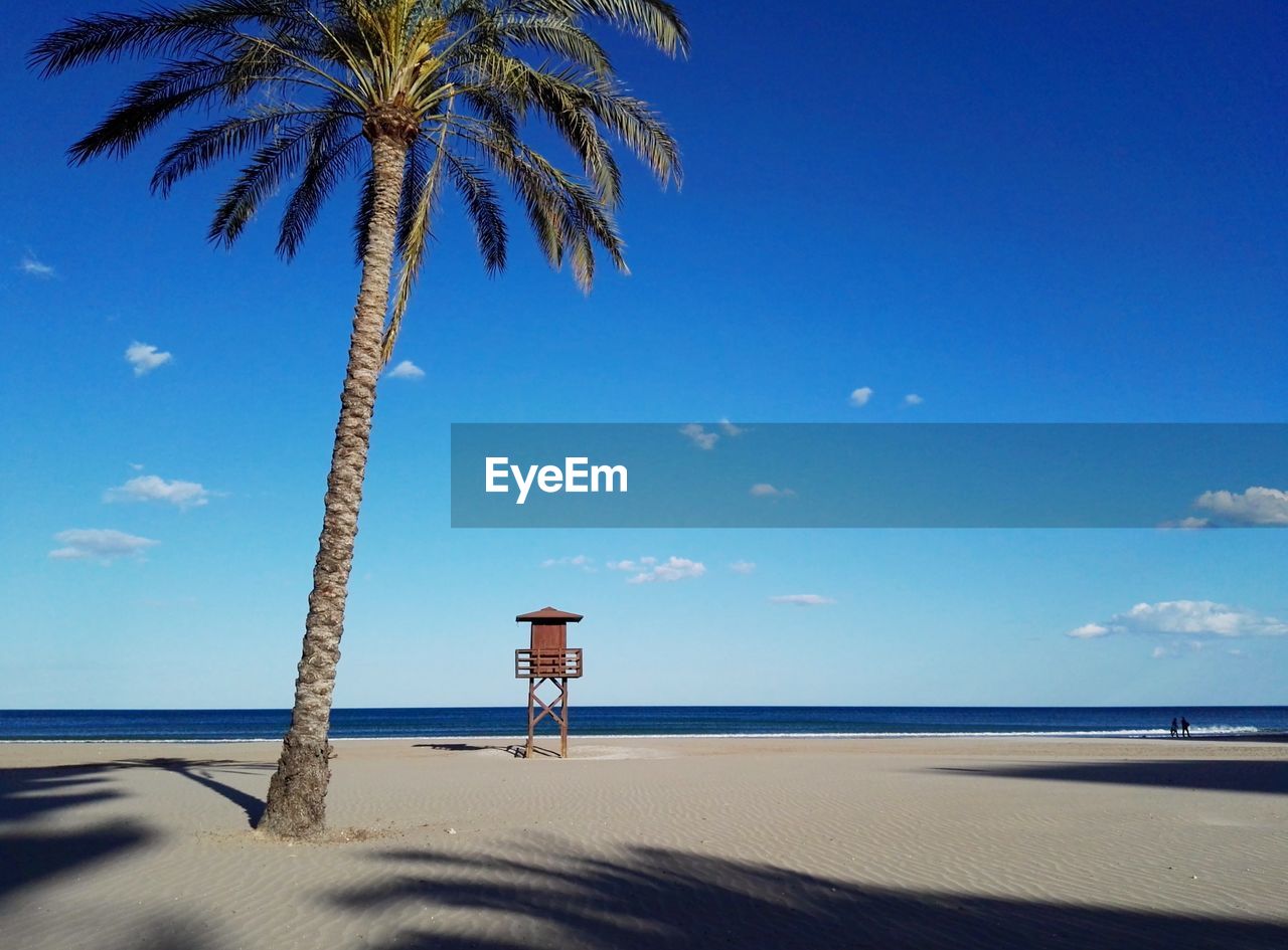 Beach and a palm tree