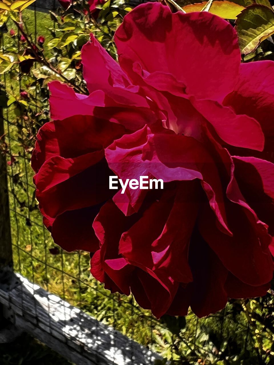 flower, plant, flowering plant, beauty in nature, nature, red, freshness, growth, petal, no people, pink, close-up, inflorescence, leaf, flower head, fragility, outdoors, day, sunlight, plant part