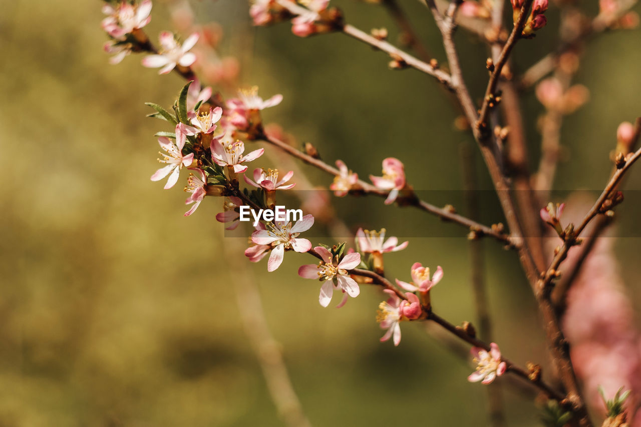 CLOSE-UP OF PINK CHERRY BLOSSOM ON TWIG