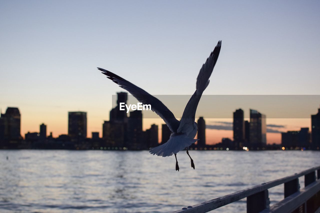 SEAGULL FLYING OVER RIVER AGAINST CITYSCAPE