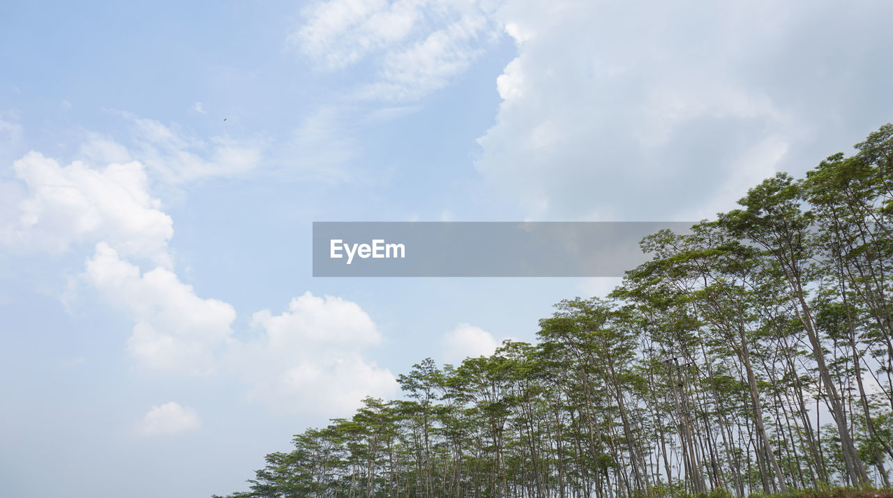 LOW ANGLE VIEW OF TREES GROWING IN FOREST AGAINST SKY