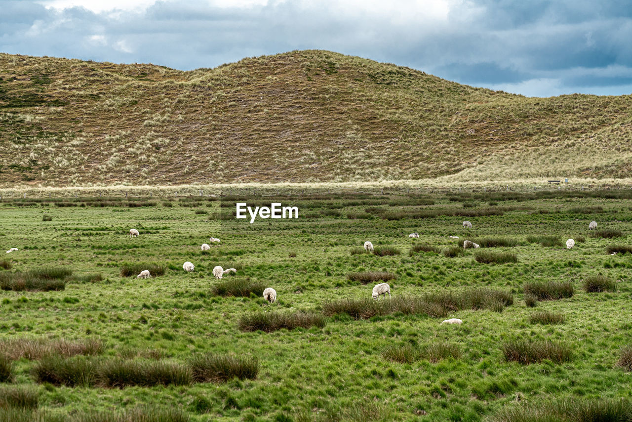 Sheeps on sylt