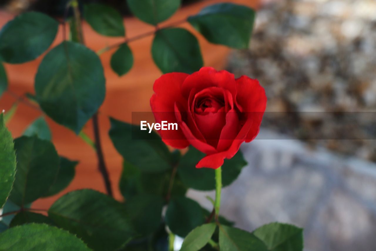 Close-up of red rose