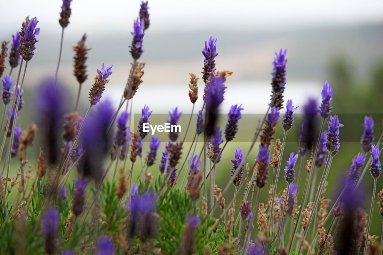 Close-up of purple flowering plants on field