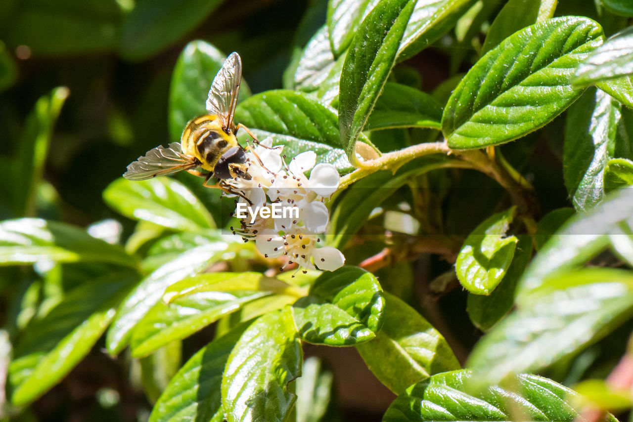 CLOSE-UP OF HONEY BEE ON PLANT