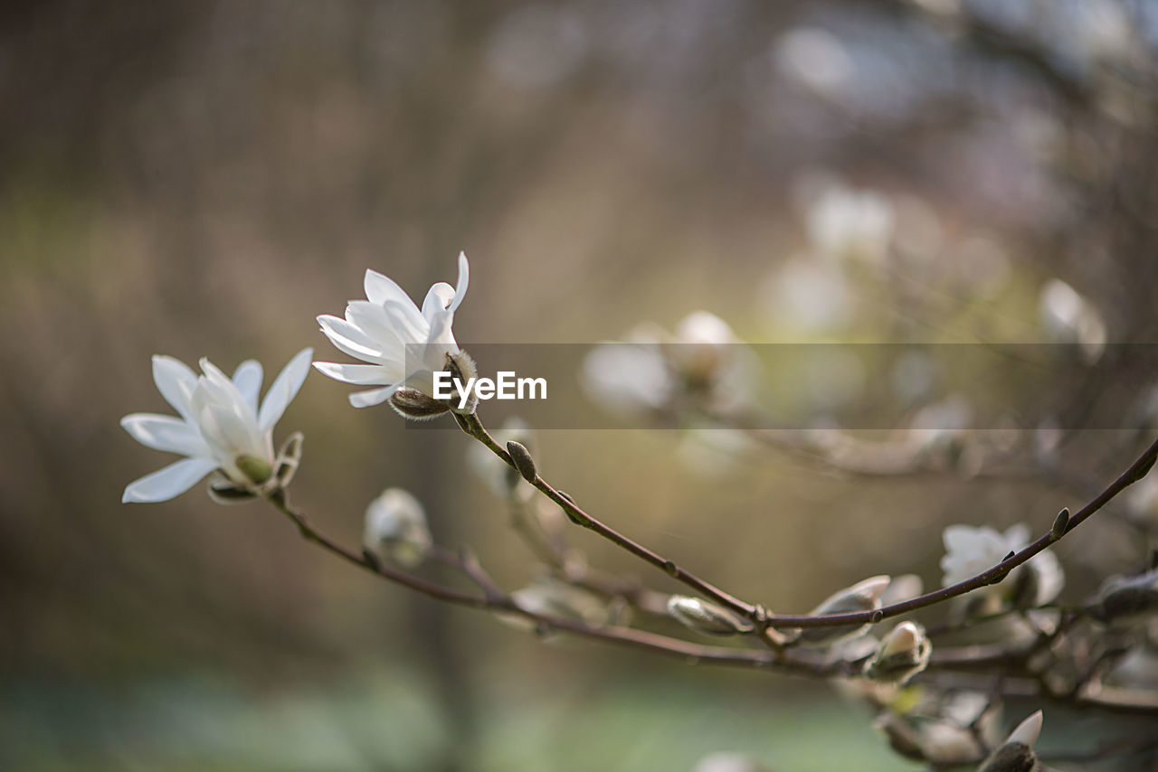 Close-up of flowers on branch