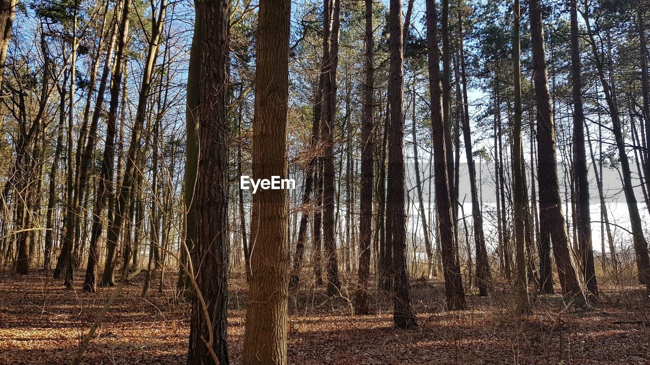 Low angle view of trees in forest