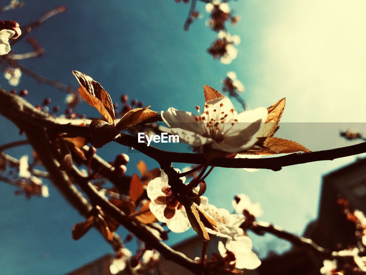 CLOSE-UP OF CHERRY BLOSSOM ON BRANCH