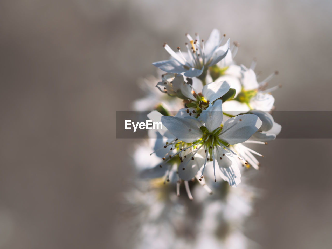 Close-up of white cherry blossom