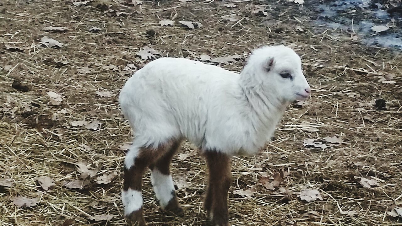 SHEEP STANDING ON GROUND