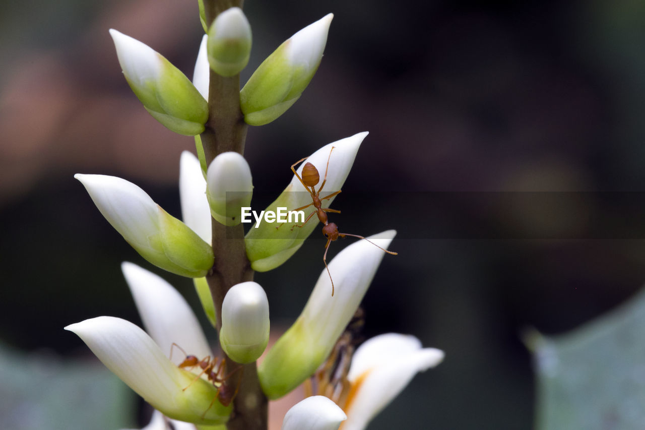 CLOSE-UP OF INSECT ON PLANT