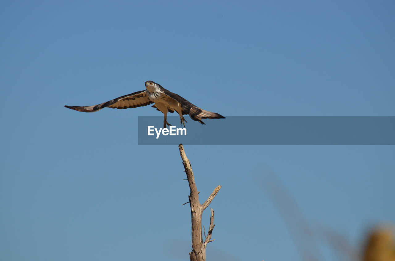 Low angle view of eagle flying against clear sky