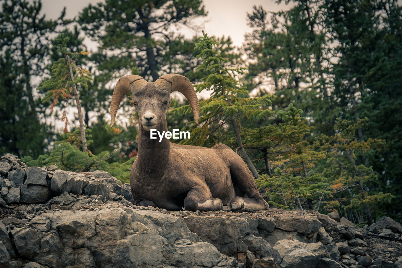Bighorn sheep sitting on rock against trees at forest