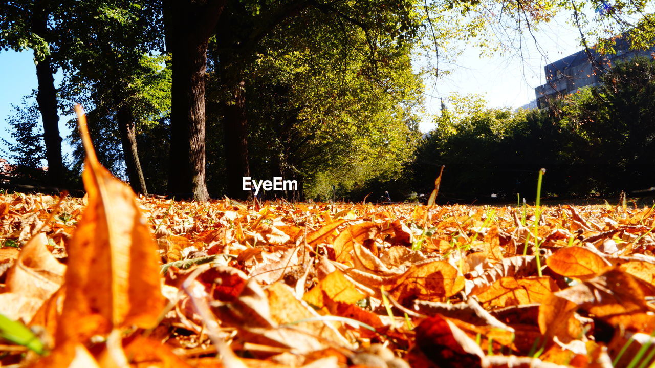 Surface level of leaves in park during autumn