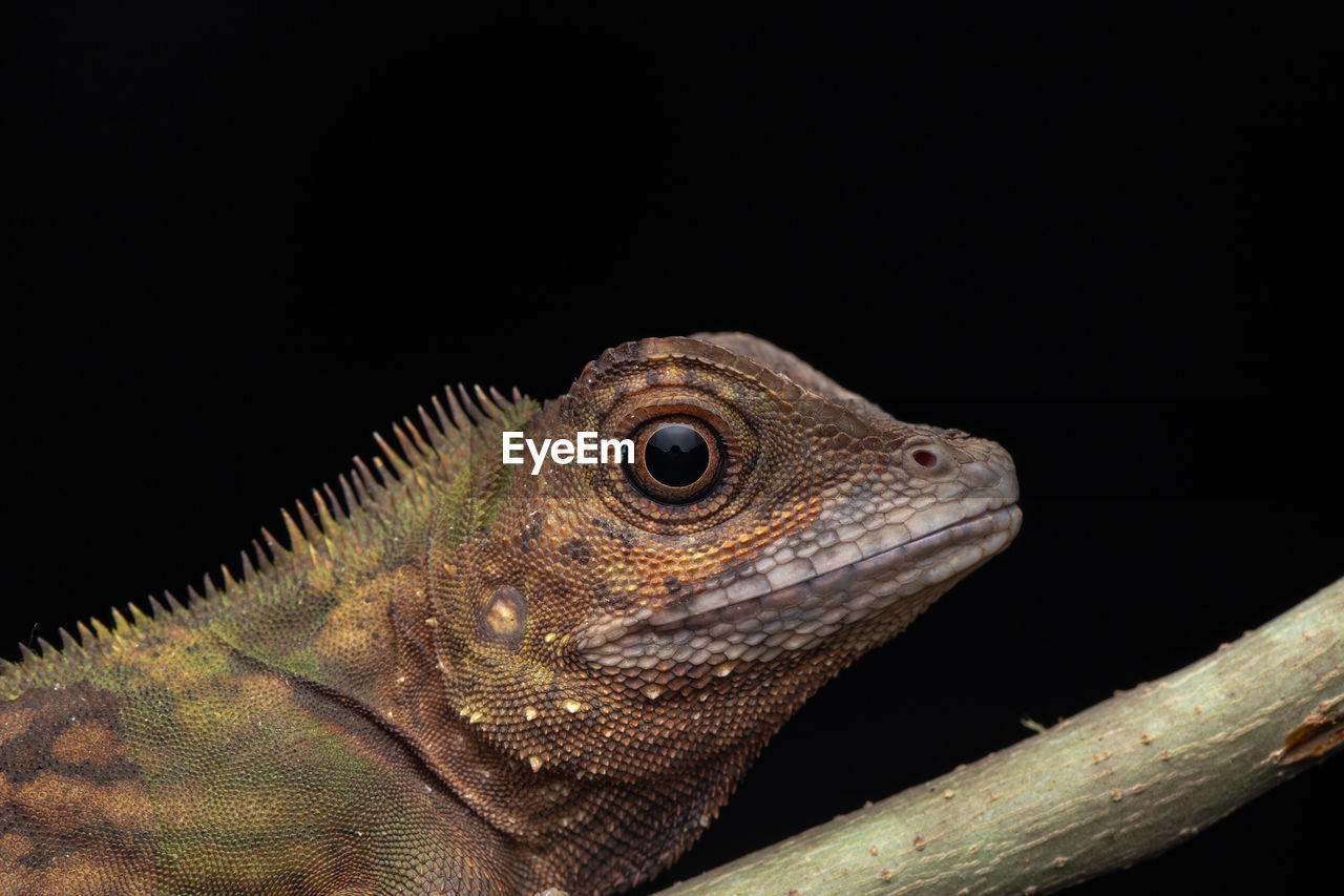 CLOSE-UP OF A LIZARD