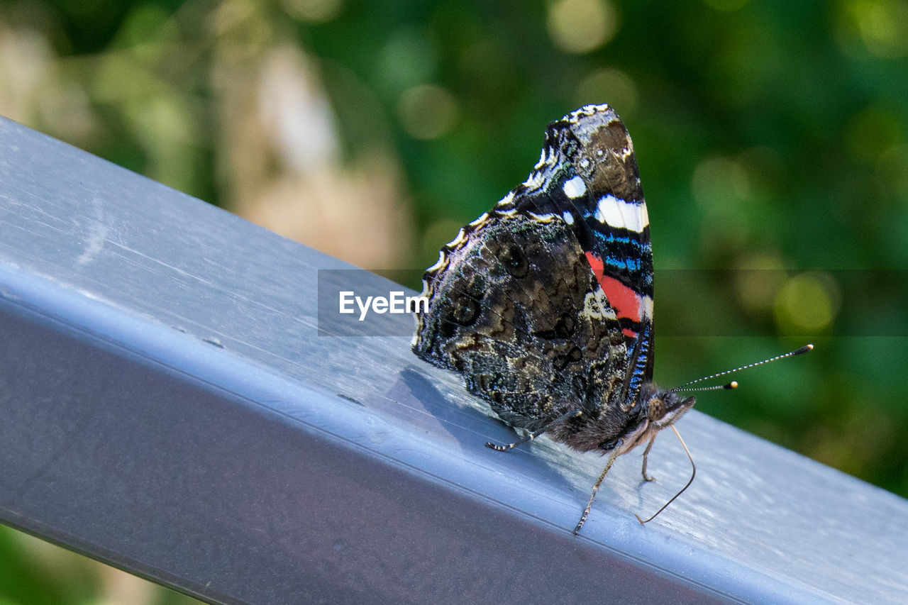 CLOSE-UP OF BUTTERFLY ON PLANT