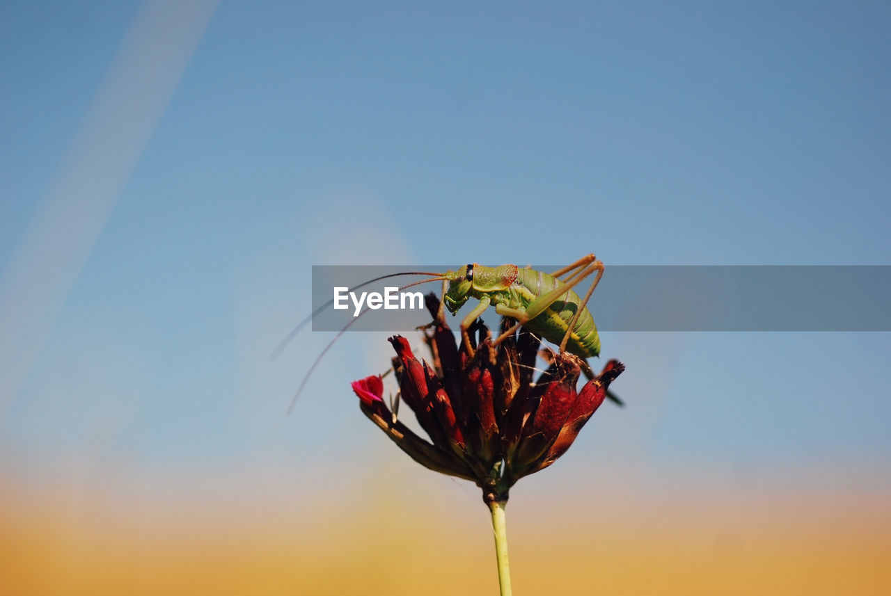Close-up of insect on flower against sky