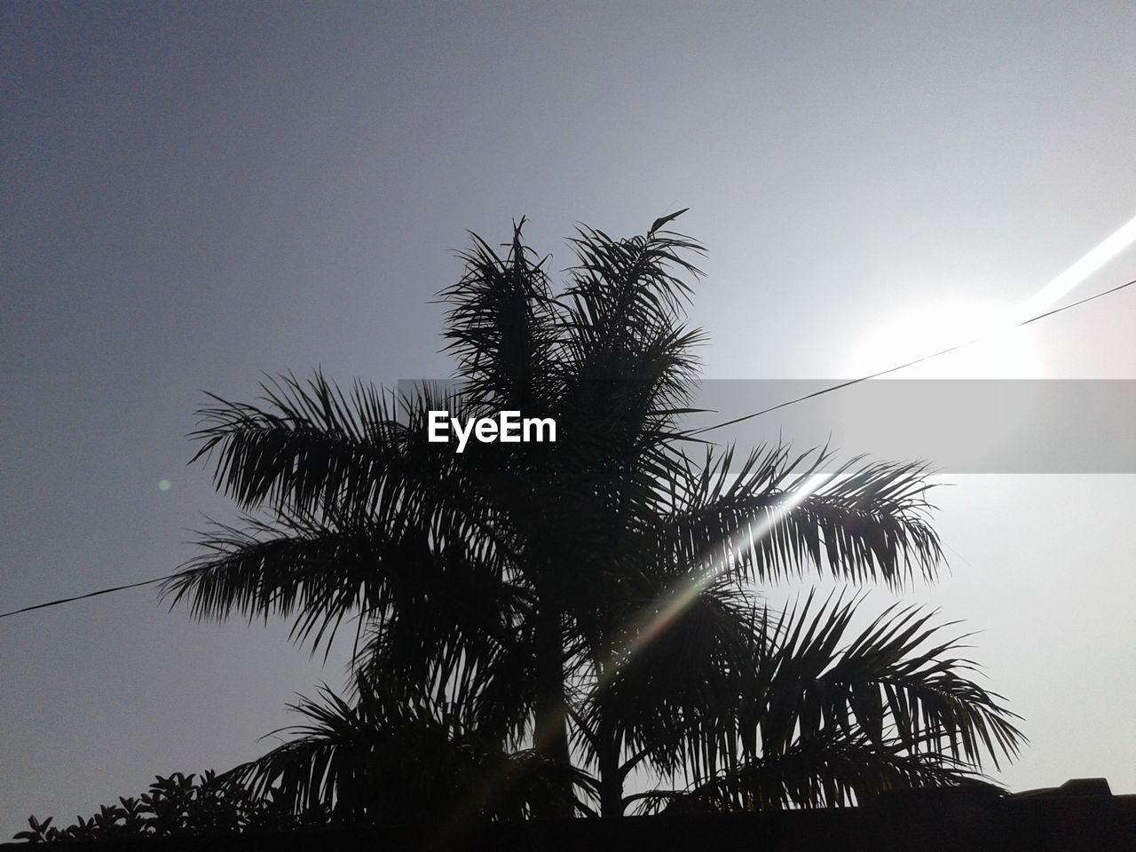 LOW ANGLE VIEW OF SILHOUETTE PALM TREE AGAINST SKY