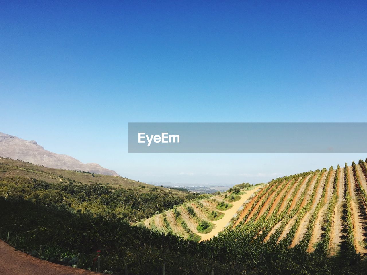 View of vineyard against clear blue sky