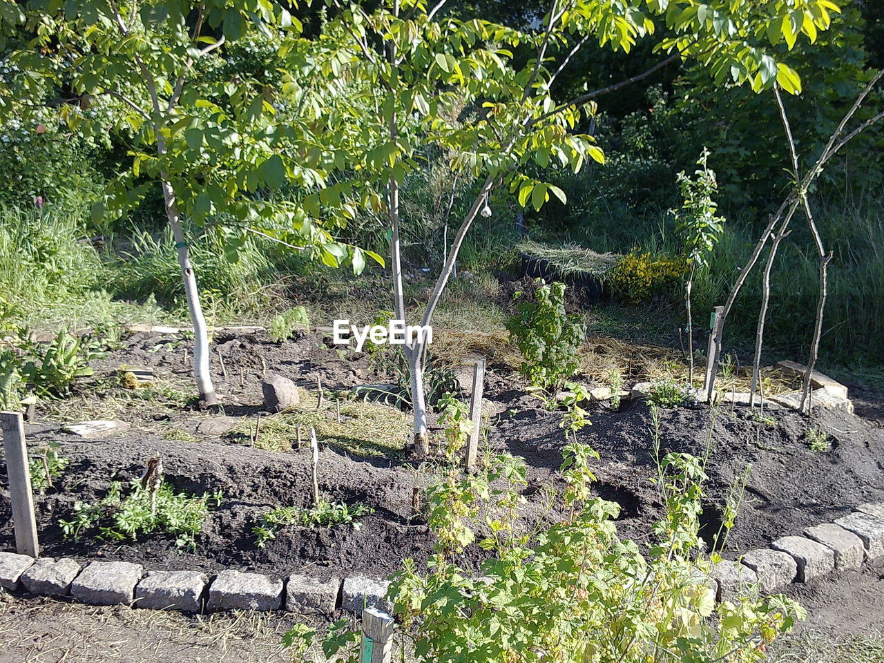 TREES AND PLANTS GROWING ON FIELD