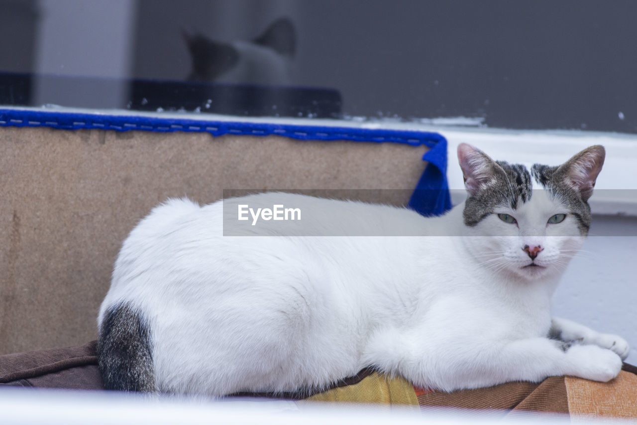 Portrait of white cat resting on floor