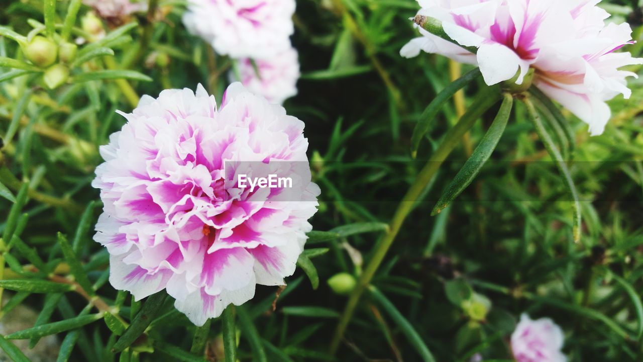 CLOSE-UP OF PINK FLOWERS