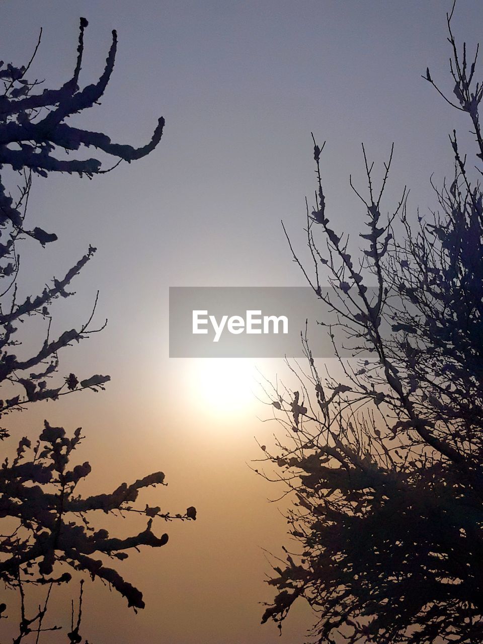 LOW ANGLE VIEW OF SILHOUETTE BARE TREE AGAINST SKY DURING SUNSET