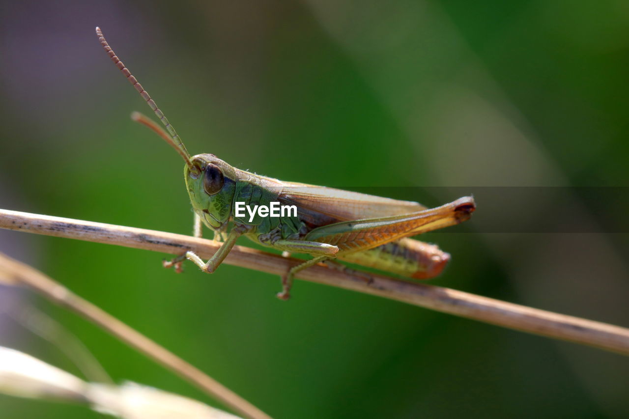 CLOSE-UP OF INSECT ON LEAF